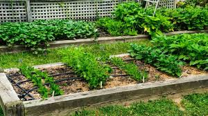 Create A Vegetable Garden In Your Backyard