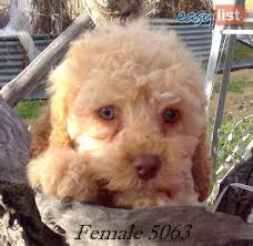 cavalier king charles x toy poodle for