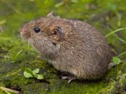 mole problem vole problem here s how