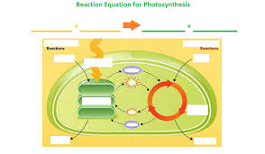 Photosynthesis Equation And Input