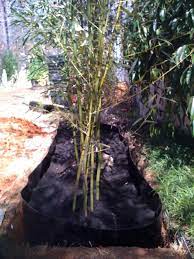 Backyard Garden Bamboo Garden