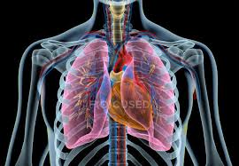 Anatomy of ribs and its related area, find out more about anatomy of ribs and its related area. Human Heart With Vessels Lungs Bronchial Tree And Cut Rib Cage In X Ray Effect On Black Background Cardio Human Anatomy Stock Photo 274960198
