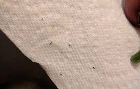 tiny bugs black brown in kitchen