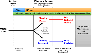 Frontiers Modeling Diet Induced Obesity With Obesity Prone
