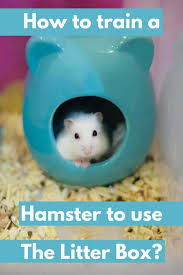 train a hamster to use the litter box