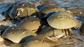 what-to-do-if-you-find-a-horseshoe-crab-on-the-beach