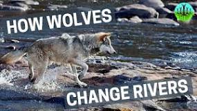 Image result for how animals change the course of river