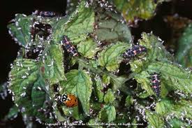 ladybugs are good for your garden the