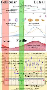 Hormones Chart Fertility Medications Fertility Cycle
