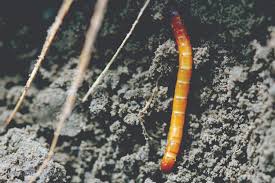 wireworms as pests for sugarcane