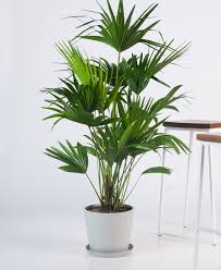 Large Potted Plants From Bloomscape