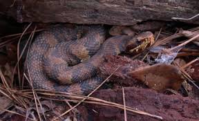 cottonmouth water moccasin