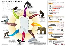 Cultural transmission human language is culturally transmitted. The Difference Between Humans And Animals Visual Ly