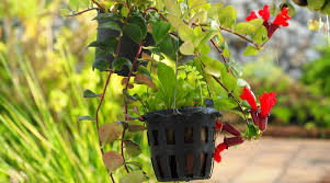 plant grow and care for lipstick plants