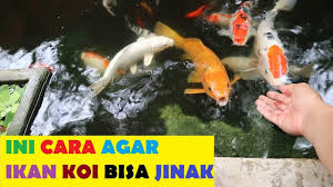 We did not find results for: Tutorial Agar Kolam Ikan Koi Selalu Bening Dan Jernih Youtube
