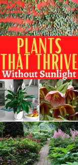 24 Air Purifying Plants That Thrive
