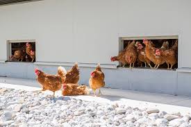 Poultry House Design For Layers