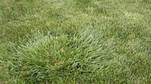 Clumping tall fescue is a grassy weed that is very common in lawns throughout the midwest. Crabgrass And Other Weed Grasses Stewart S Lawn