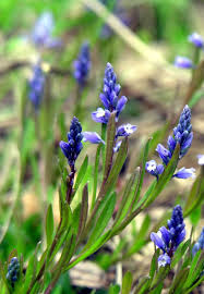 Polygala amarella - Wikispecies