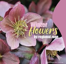 Winter Flowers Planting Guide By