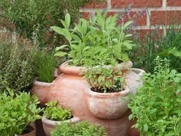 Garden design with little fountain and weeping birch. Herb Garden Ideas A Guide For Growing Herbs Garden Design