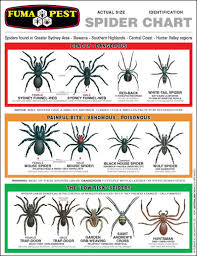 Right Arachnid Identification Chart 2019
