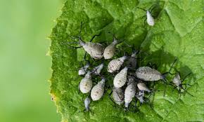 Squash Bugs Flat Destructive Beetles