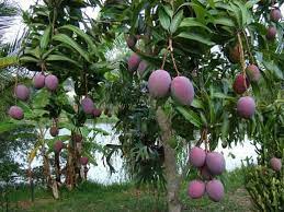 mango season in miami history