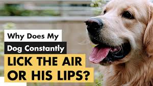 dogs lick the air or their lips