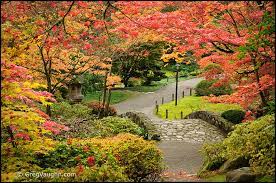 Seattle Area Japanese Gardens In Autumn