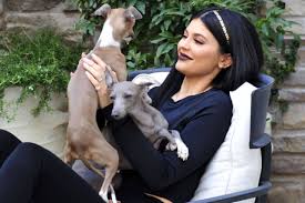 How much are italian greyhound puppies? Are Kylie Jenner S Italian Greyhounds Starving Stuff Co Nz
