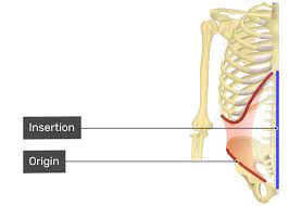 transversus abdominis muscle origin