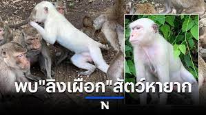 พบลิงแสมเผือกขณะจับลิงทำหมันควบคุมประชากร ที่วัดเขาพรหมชะแง้ อ.บ้านลาด