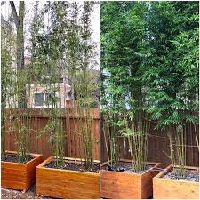 Bamboo Your Privacy Bambooyourprivacy
