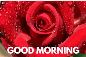 good morning wishes with rose flower