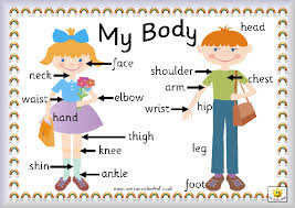 PARTS OF BODY - EXERCISE