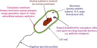 prokaryotic cell an overview