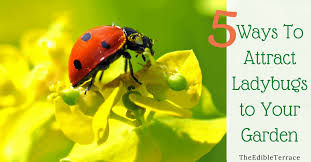5 ways to attract ladybugs to my garden