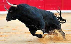 El Segundo Aviso: La evolución del toro de lidia ? AM Querétaro