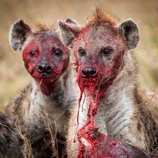 Image result for hyenas images to copy