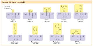 Ionization Of Amino Acids Chemistry Stack Exchange