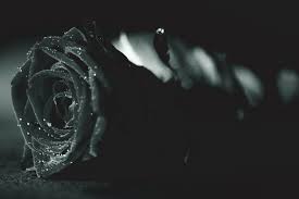 black rose photos the best