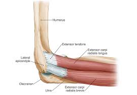They happen to approximately 3 to 5 people per 100,000 per year. Elbow Arm Anatomy
