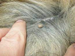 embedded tick from your dog