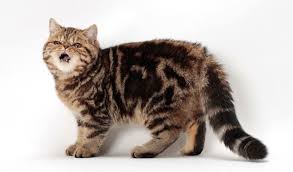 These do not make good pets! Exotic Shorthair Cat Breed Information
