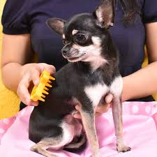 Image result for brush chihuahua