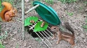 the first diy squirrel trap how to