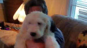 It's also free to list your available puppies and litters on our site. Litter Of 5 Old English Sheepdog Puppies For Sale In Ridgefield Wa Adn 29925 On Puppyfinder Old English Sheepdog Puppy English Sheepdog Old English Sheepdog