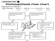 63 Best Photosynthesis Cellular Respiration Images