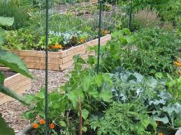 community vegetable garden training